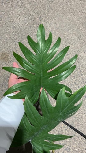 Philodendron Radiatum - فيلوديندرون رادياتوم