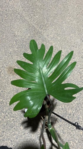 Philodendron Radiatum - فيلوديندرون رادياتوم