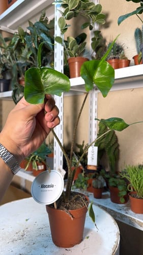 Alocasia Stingray - Elephant Ear - ألوكاسيا ستينغر...