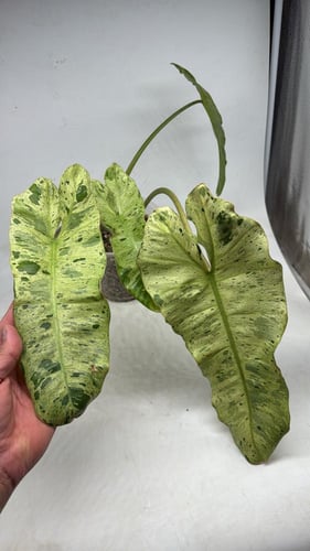 Philodendron Paraiso Verde - فيلوديندرون بارايسو ف...