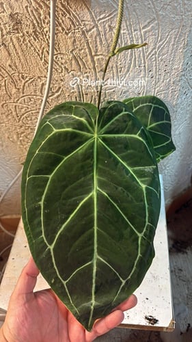 Anthurium Crystallinum - أنثوريوم كرستلاينم