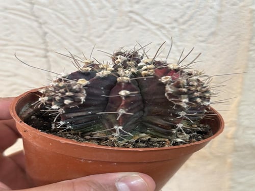 Gymnocalycium Mihanovichii Variegated - جيمنوكالسي...