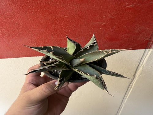 أغاف تيتانوتا - Agave titanota