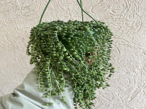 سينيسيو روليانوس - Senecio rowleyanus