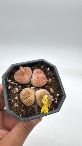 ليثوبس فولفيسيبس - Lithops fulviceps - Living Ston...