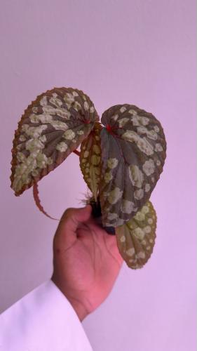 Begonia Lucifer - بيغونيا لوسيفر