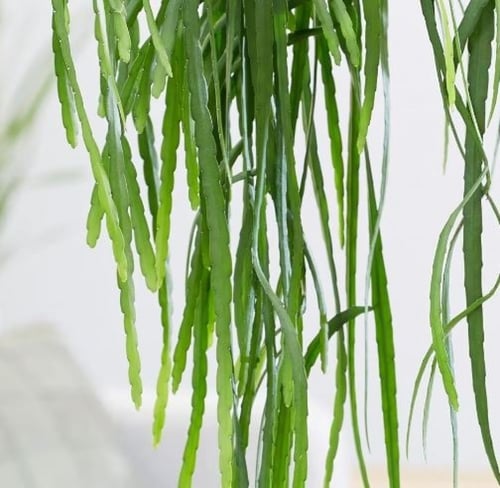 Lepismium Bolivianum - بوليفيانوم الليبيزموم