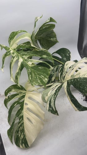 Monstera Deliciosa Albo Variegata- مونستيرا ديليسي...