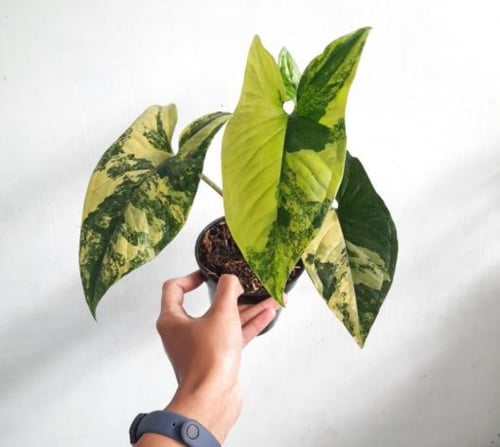 Syngonium Yellow Variegated - سينقونيوم أوريا فرقي...