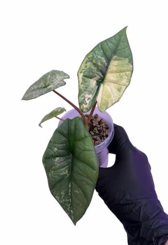 Alocasia Platinum Albo Variegated - ألوكاسيا بلاتي...