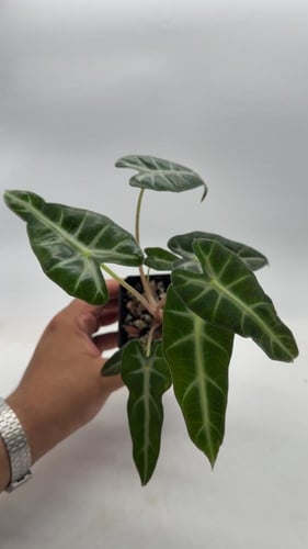 Alocasia Bambino - ألوكاسيا بامبينو