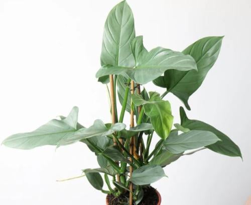 فيلوديندرون هاستاتوم "السيف الفضي" -Philodendron H...