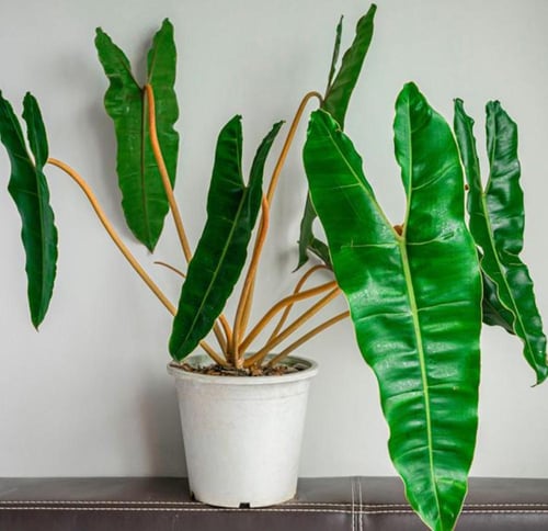 Philodendron Billietiae - فيلوديندرون بيليتيا