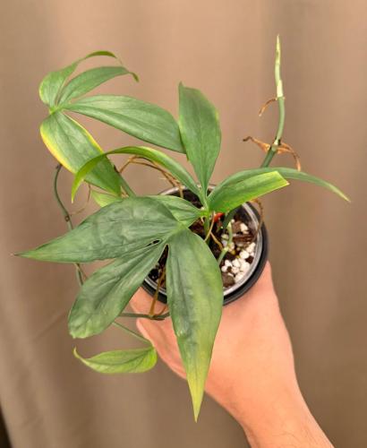 ‎‏Amydrium Medium Silver- ‏أميدريوم ميديم ​​سلفر