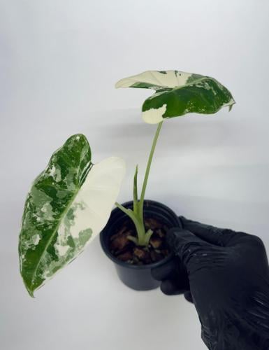 ألوكاسيا فريديك فرقيتد صغير -small Variegated Aloc...