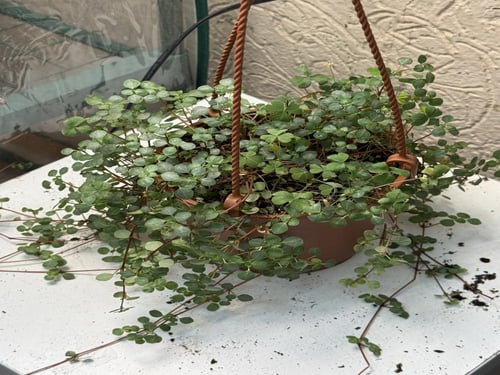 Pilea glaucophylla Greyzy - بيليا الجلوكوفيلا الرم...