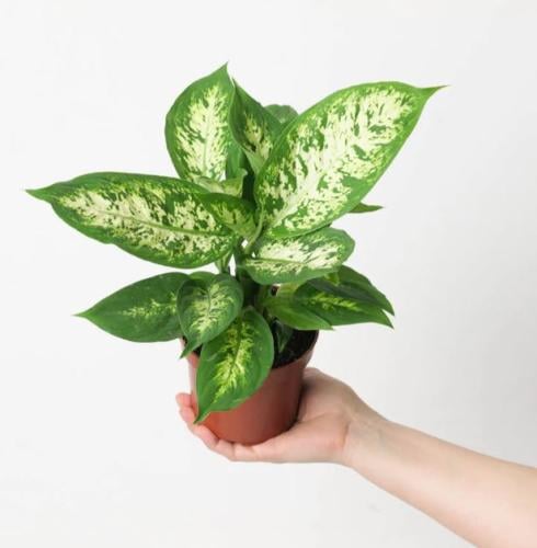 Dieffenbachia Compacta - Dumb Cane- دفنباخيا كومبك...