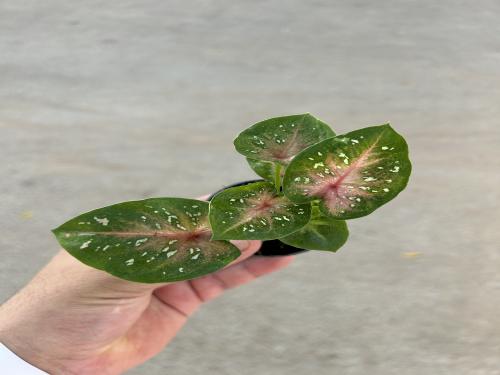 Caladium bicolor - كلاديوم بيكلور