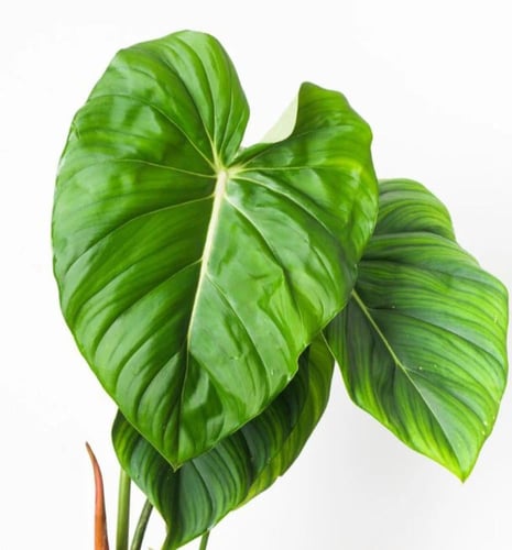 Philodendron McDowell - فيلوديندرون ماكدويل
