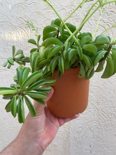 Peperomia dolabriformis- بيبيروميا دولابريفورميس