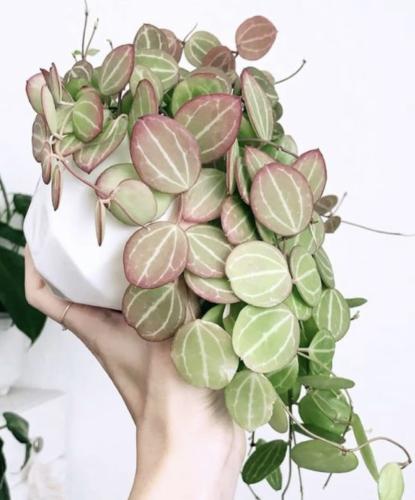 Dischidia Ovata Watermelon -ديشيديا أوفاتا البطيخ