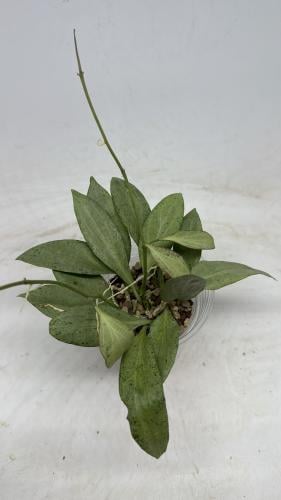 Hoya New Guinea ghost-هويا غينيا الجديدة شبح