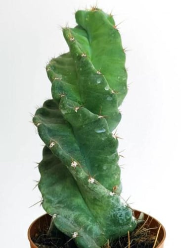 Cereus Forbesii Spiralis - سيريوس فوربيسي سبيراليس