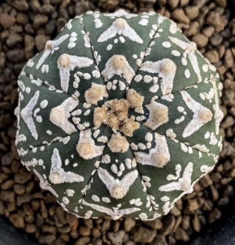 Astrophytum asterias “V Pattern”