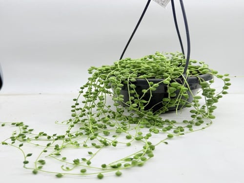 سينيسيو روليانوس - Senecio rowleyanus