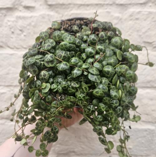 ببروميا بورستراتا - Peperomia Prostrata