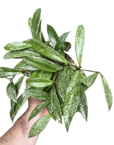 Hoya Pubicaly splash- هويا بوبيكاليكس "البقع الفضي...