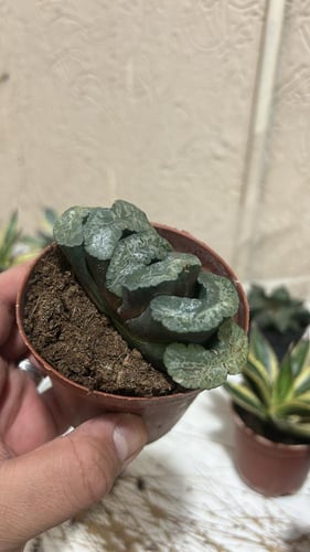 Haworthia truncata – هاوورثيا ترنكاتا