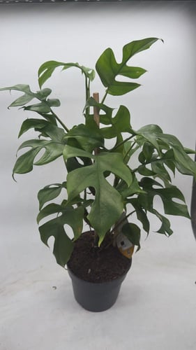 Rhaphidophor Tetrasperma - رافيدوفورا تيتراسبيرما