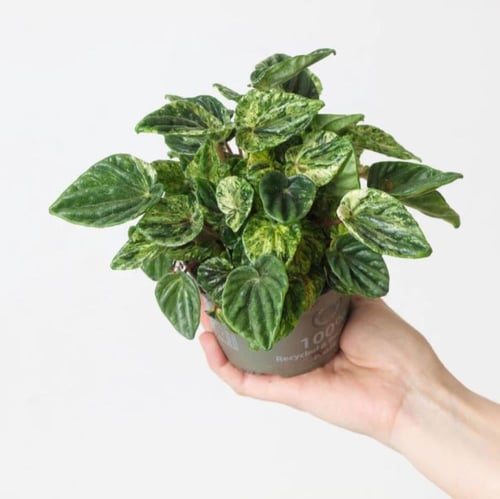 Peperomia Caperata Variegated - ببروميا كابيراتا ف...