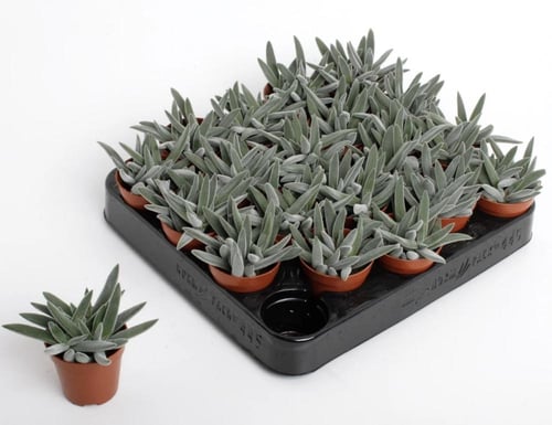 Crassula Silver Spark-كراسولا سيلفر سبارك