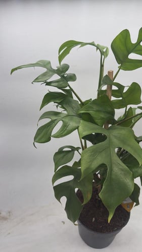 Rhaphidophor Tetrasperma - رافيدوفورا تيتراسبيرما