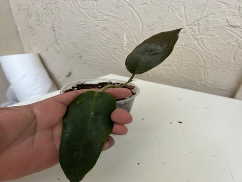 Hoya Archbold - هويا ارشبولد