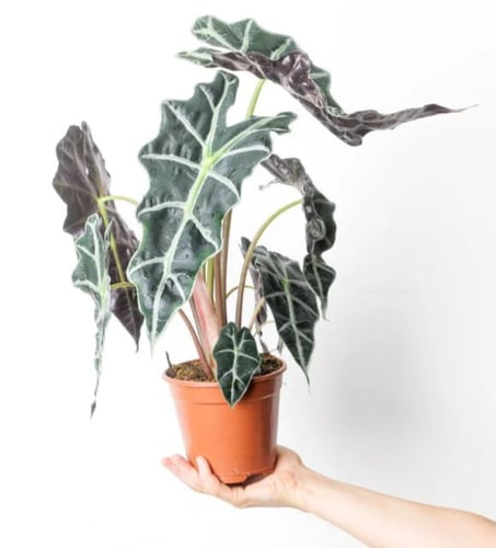 Alocasia Amazonica Polly - الوكاسيا بولي