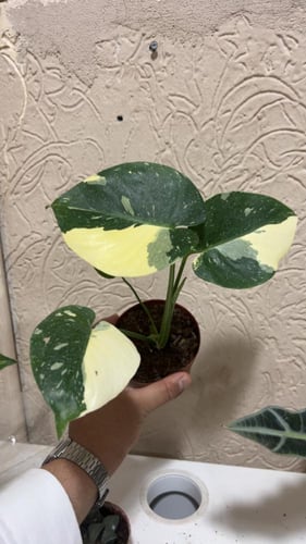 Monstera Thai Constellation - مونستيرا كونستليشن ت...