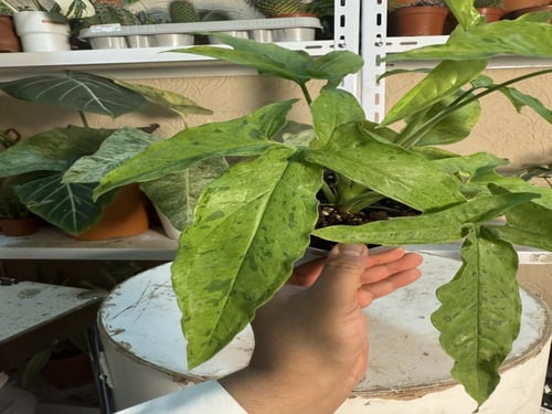 Syngonium Frog in a Blender - سينغونيوم فروغ إن آ...