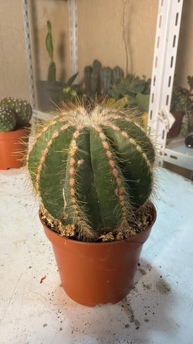 Notocactus magnificus – صبار البالون