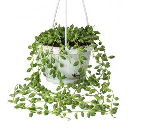 سينيسيو هيريانوس - Senecio herreianus