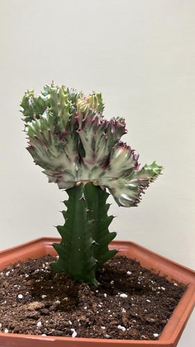 Euphorbia Lactea Cristata Variegated Pink