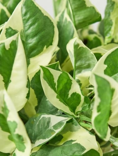 ابيبريمنيوم أنجوي - Epipremnum Aureum N'Joy Pothos