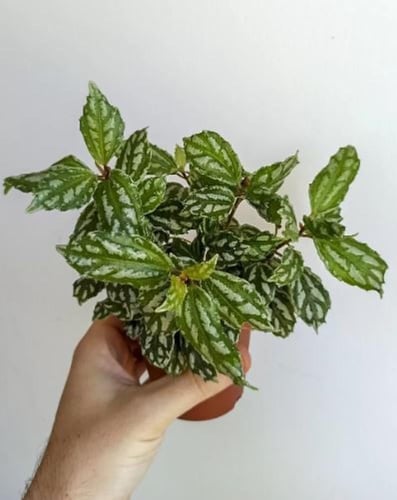 Pilea Cadierei - بيليا كادييري