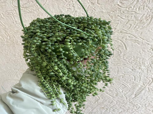 سينيسيو روليانوس - Senecio rowleyanus