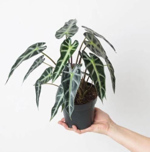 Alocasia Bambino - ألوكاسيا بامبينو