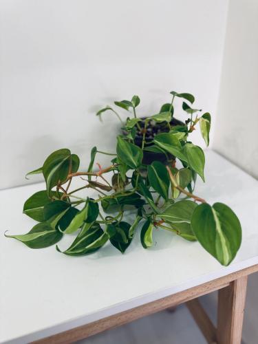 فيلوديندرون كريم سبلاش - Philodendron Cream Splash