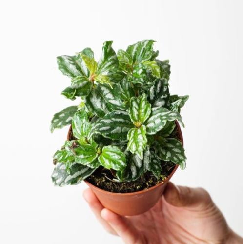 Pilea Cadierei - بيليا كادييري