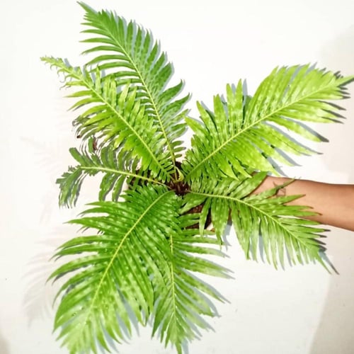 Oceaniopteris gibba- أوشنيوبتريس جيبا